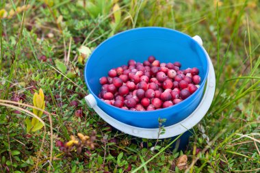 vahşi cranberries ile kova