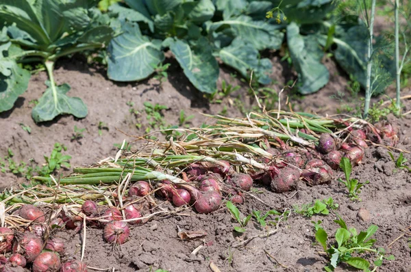 Sušení organicky pěstovaných cibule na hřišti — Stock fotografie