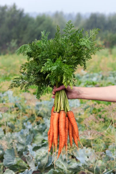 Mano tenendo fresco mazzo di carote su sfondo campo verde — Foto Stock