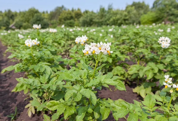 Potatis busken blommar med vita blommor — Stockfoto