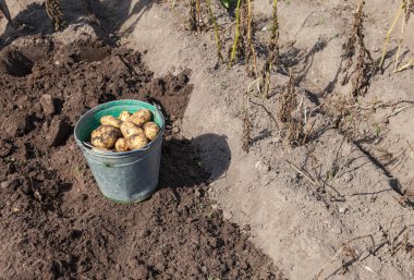 ilk organik olarak yetiştirilen yeni patates hasat