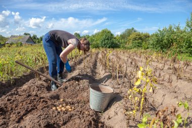 Genç bir kadın tarlada patates topluyor.