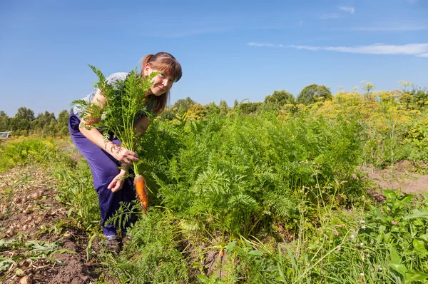 Young woman gardener holding a sheaf of carrots in her garden — Stock Photo, Image