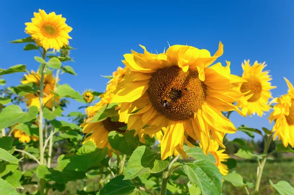 Vacker gul solrosor mot blå himmel bakgrund — Stockfoto