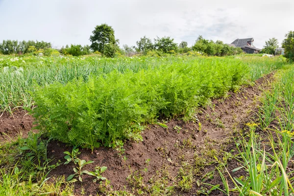 Frecce e cipolle che crescono nel giardino — Foto Stock