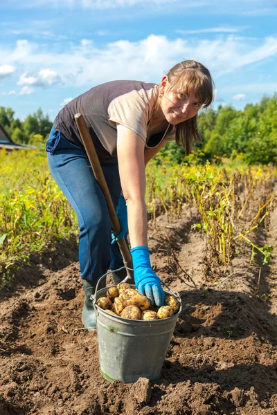 Молодая женщина собирает картофель на поле — стоковое фото