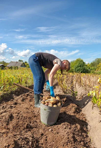 Young woman harvesting potato on the field — Stock Photo, Image