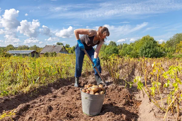 Ung kvinna som skördar potatis på fältet — Stockfoto