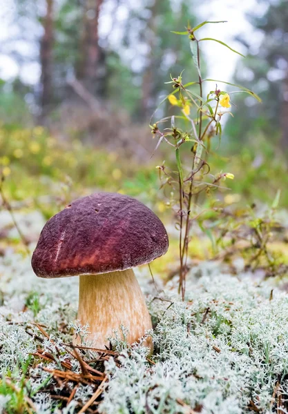 숲 잔디 근접 촬영에 식용 버섯 — 스톡 사진