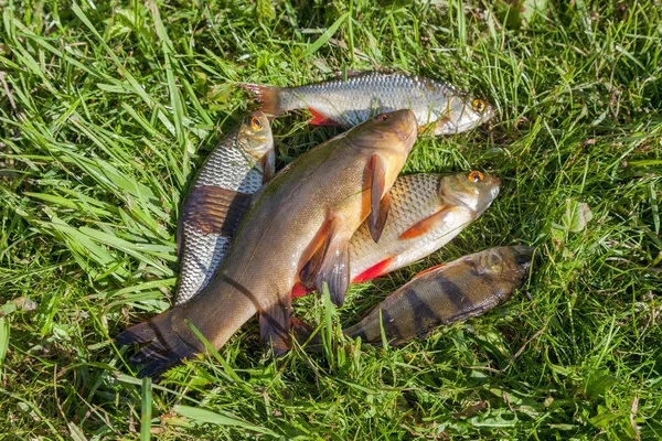 Peixes do rio recém-capturados na grama verde — Fotografia de Stock