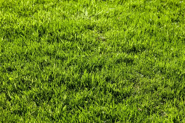 Green grass with as background Stock Photo