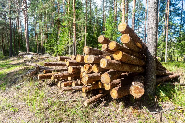 Forrest Industrie Gestapeld Hout Een Bos Een Zonnige Dag Ontbossing — Stockfoto