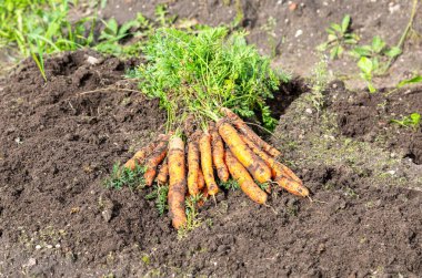 Sebze bahçesindeki arazide kurutulmuş organik havuçlar. Beslenme vejetaryeni