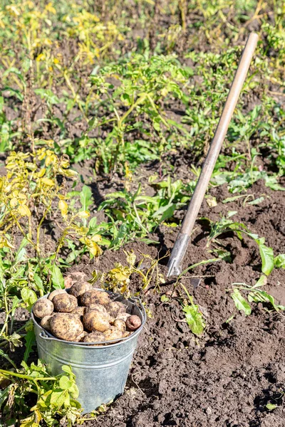 Biologische Aardappelen Geoogst Metalen Emmer Schep Moestuin Zonnige Dag Aardappeloogst — Stockfoto