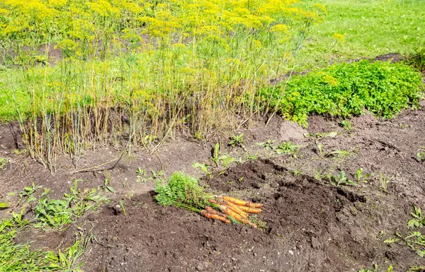 Skördade Ekologiska Morötter Som Torkar Marken Vid Grönsaksträdgården Näringsvärde Vegetariskt — Stockfoto