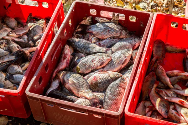 Ωμά Ψάρια Του Γλυκού Νερού Έτοιμο Προς Πώληση Στο Δρόμο — Φωτογραφία Αρχείου