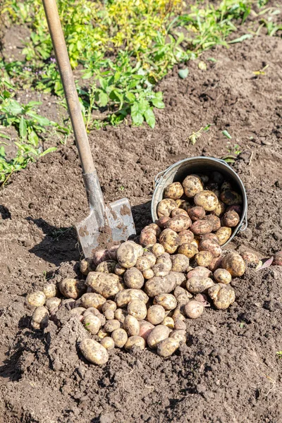 Φρεσκοσκαμμένες Βιολογικές Πατάτες Στον Λαχανόκηπο Συγκομιδή Πατάτας Στο Χωράφι Συγκομιδή — Φωτογραφία Αρχείου
