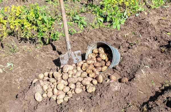 Sebze Bahçesinde Taze Kazılmış Organik Patates Sahada Patates Hasadı Hasat — Stok fotoğraf