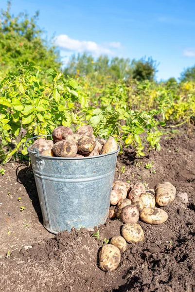 Frisch Gegrabene Biokartoffeln Metalleimer Gemüsegarten Kartoffelernte Auf Dem Feld Ernte — Stockfoto