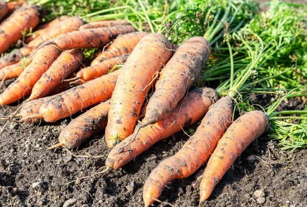 Zanahorias Recién Cavadas Con Tapas Secándose Suelo Del Jardín Grandes — Foto de Stock
