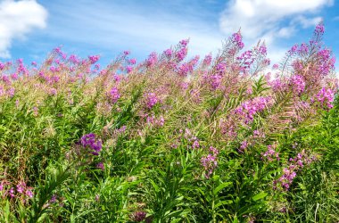 Mor Alp ateş otu. Pembe çiçekli Epilobiyum angustifolium çiçeği, yakın plan. Willonerb Yazın güneşli bir günde