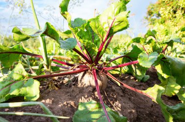 Pancar, sebze bahçesinde yetişir. Beslenme vejetaryeni