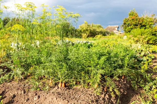 Morötter Och Andra Grönsaker Som Växer Trädgården Sommaren Solig Dag — Stockfoto