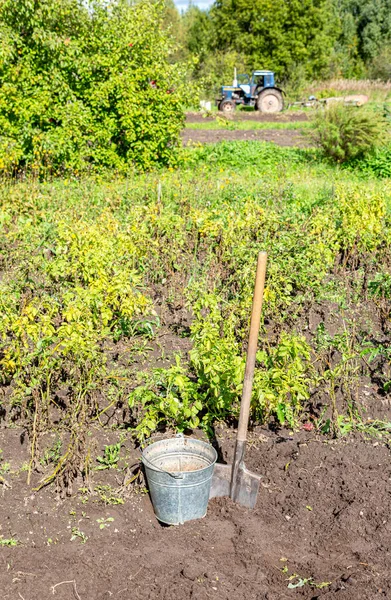 Biologische Aardappelen Oogsten Metalen Emmer Schep Moestuin Zonnige Dag Plantage — Stockfoto