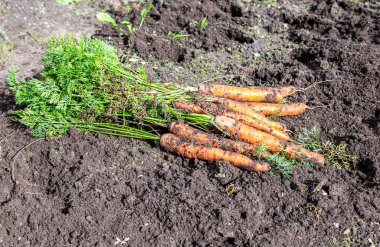 Toplanan organik havuçlar sebze bahçesindeki arazide yerel olarak kurutuluyor. Tarlada toplanan havuçlar.