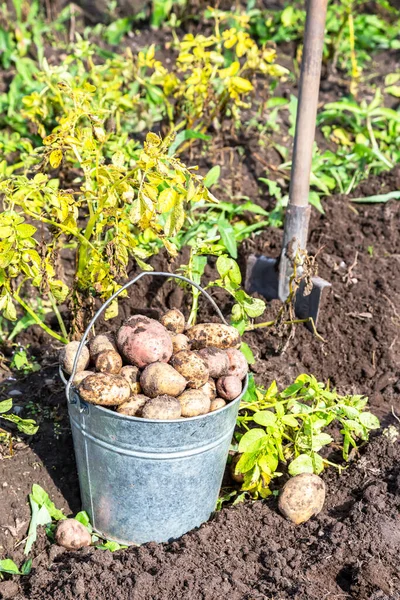 Biologische Aardappelen Oogsten Metalen Emmer Schep Moestuin Zonnige Dag Plantage — Stockfoto