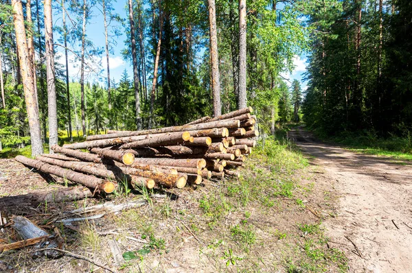 Lesní Průmysl Naskládané Dřevo Lesní Cestě Slunečného Dne Odlesňování Provedené — Stock fotografie