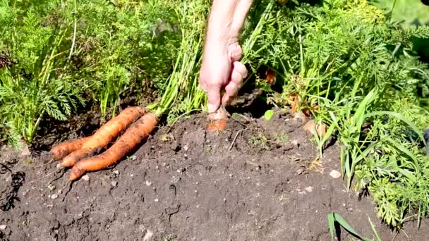 Yaz Güneşli Bir Günde Sebze Bahçesinde Havuç Yetişiyor — Stok video