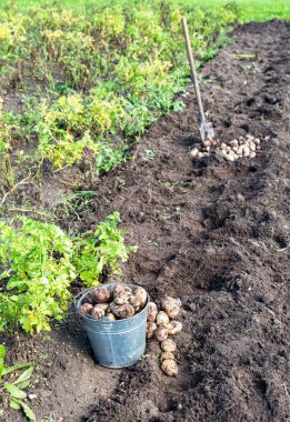 Metal kovada organik patates hasat etmek ve güneşli bir günde sebze bahçesinde kürek çekmek. Patates tarlada hasat edildi.