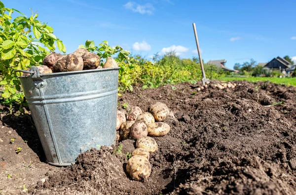 Biologische Aardappelen Oogsten Metalen Emmer Schep Moestuin Zonnige Dag Plantage — Stockfoto
