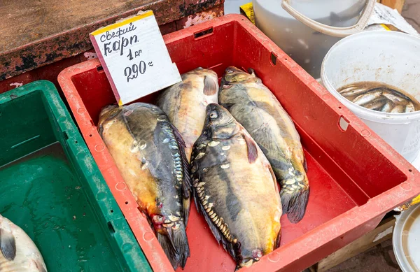 Carpa Peixe Água Doce Recém Capturada Pronta Para Venda Mercado — Fotografia de Stock