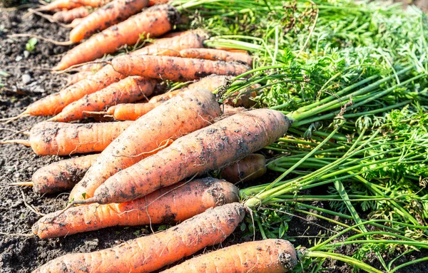 Zanahorias Orgánicas Secándose Tierra Huerto — Foto de Stock