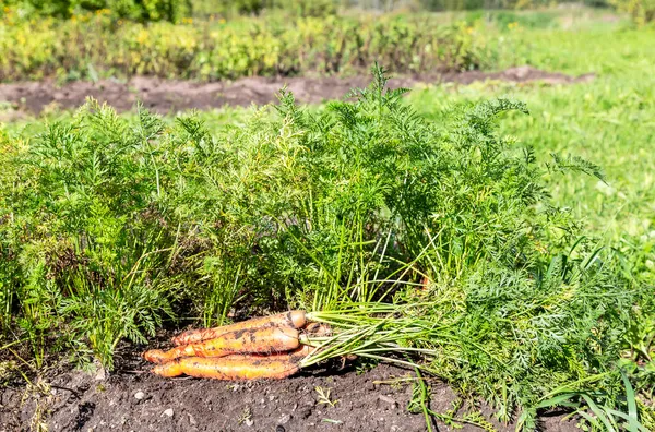 Skördade Ekologiska Morötter Som Torkar Marken Grönsaksträdgården — Stockfoto