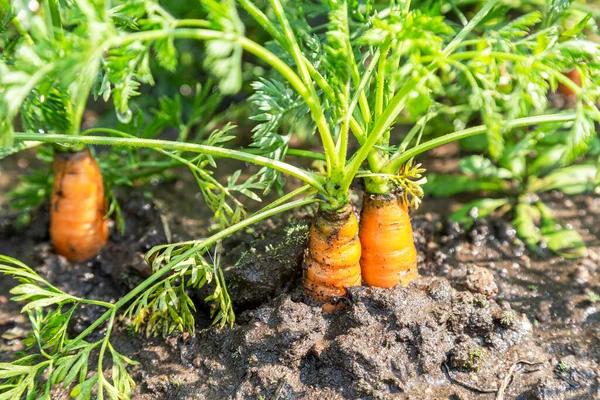 Organiczne Marchewki Rosnące Ogrodzie Warzywnym Słoneczny Letni Dzień Zbliżenie — Zdjęcie stockowe