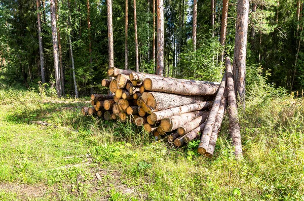 在阳光明媚的日子里把木材堆放在森林里 人造林的情况 — 图库照片