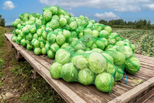 Colheita Repolho Verde Fresco Dia Outono Colheita Vegetais Outono — Fotografia de Stock