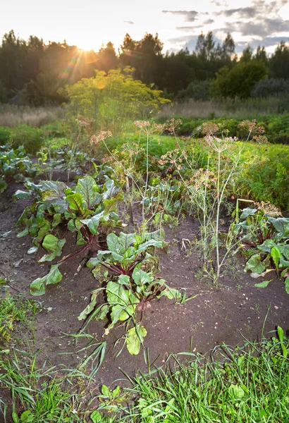 Rödbetor Och Andra Växer Grönsaksträdgården Sommaren Nära Håll Näringsvärde Vegetariskt — Stockfoto