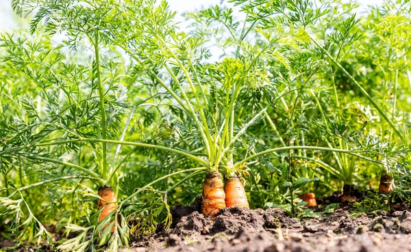 Zanahorias Ecológicas Que Crecen Huerto Verano Día Soleado Primer Plano — Foto de Stock