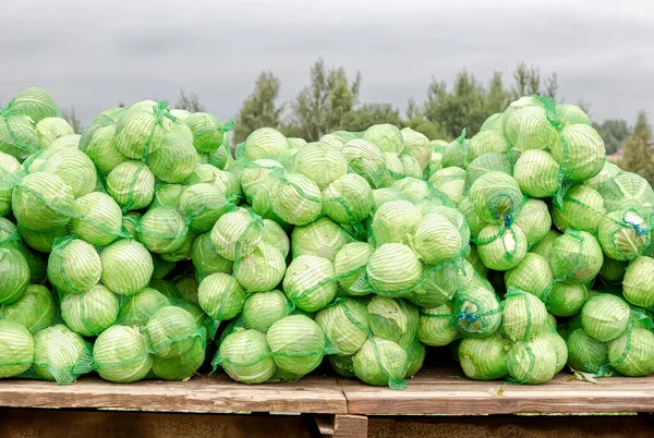 秋の日に新鮮な緑のキャベツの収穫 秋の野菜収穫 — ストック写真