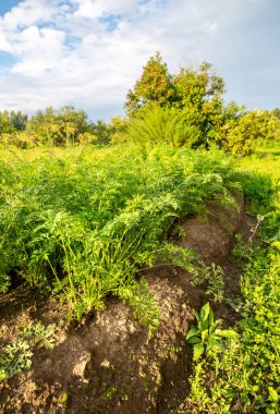 Yaz güneşli bir günde sebze bahçesinde havuç ve diğer sebzeler yetişir.