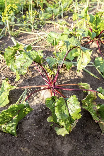 Beetroot Grows Vegetable Garden Summer Close — Stockfoto