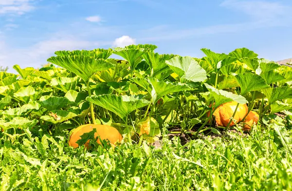 青い空に対して野菜の庭で大きな緑の葉を持つオレンジカボチャが成長します — ストック写真