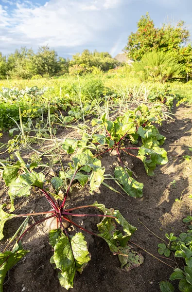 Rote Bete Wächst Sonnigen Sommertagen Gemüsegarten — Stockfoto