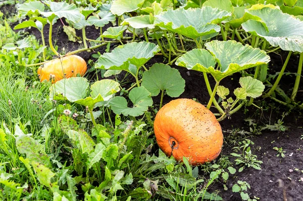 Calabaza Naranja Con Grandes Hojas Verdes Crece Huerto — Foto de Stock