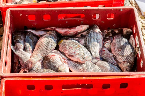 Nyfångad Fiskkarp Klar För Försäljning Den Lokala Marknaden — Stockfoto