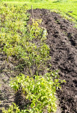 Güneşli bir günde sebze bahçesinde organik patates hasat etmek. Patates tarlada hasat edildi.